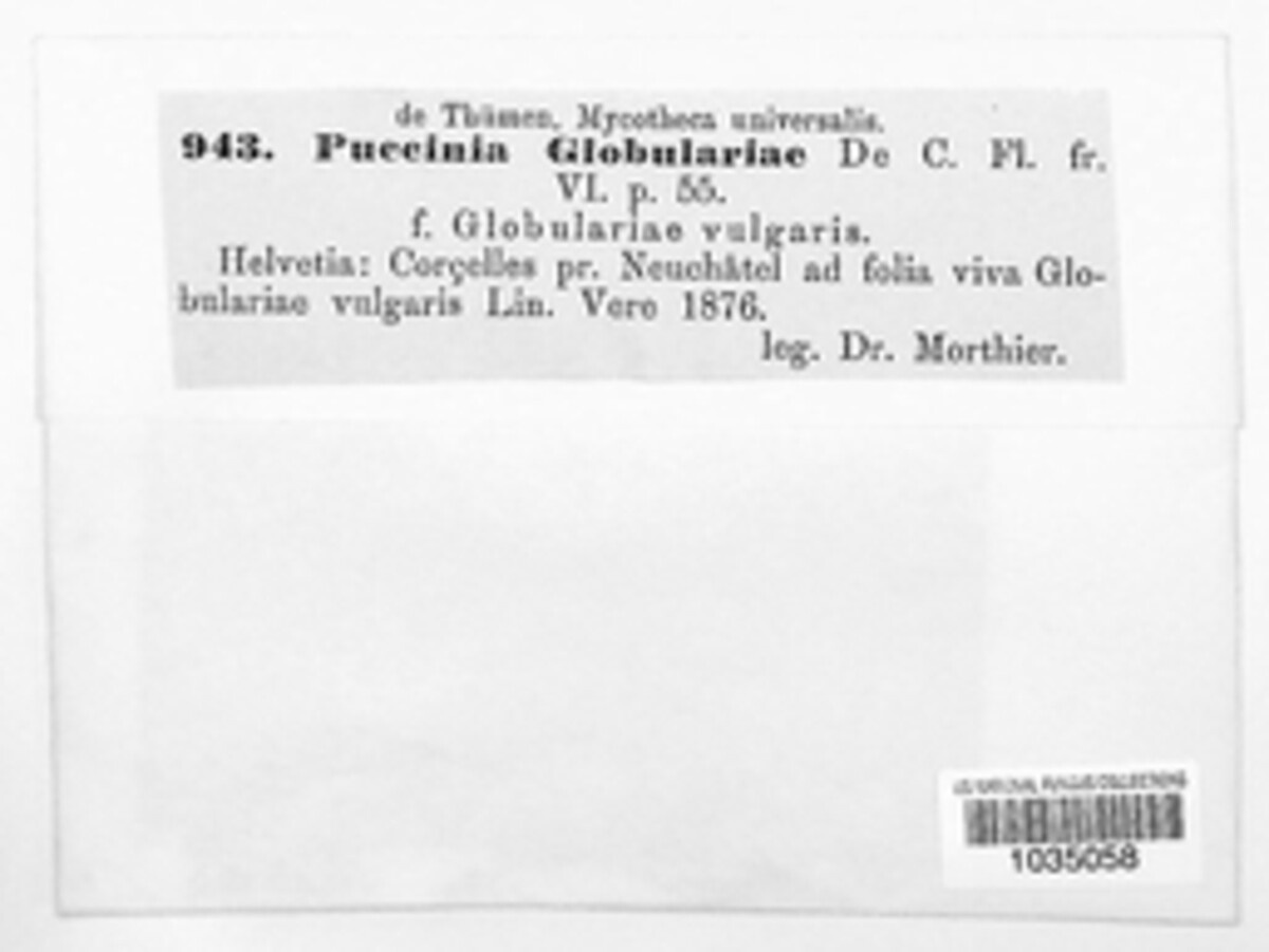 Puccinia globulariae image